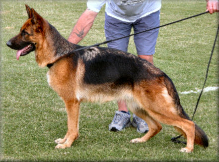 Misteishah Hanalee Holly (Holly) 'A' (3/2), 'Z' (0/0) just under 16 months old