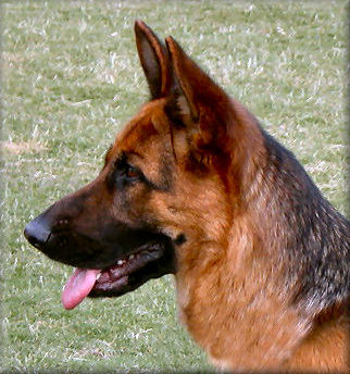 Holly at 16 months old 2005 GSD National