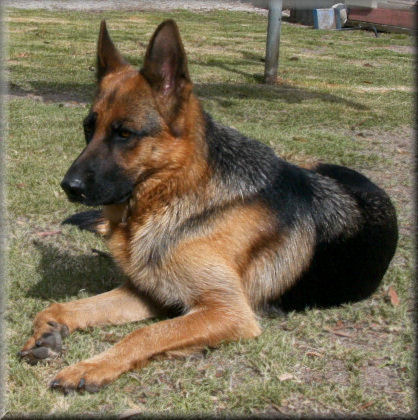Bodecka Jackpot (Jackie) 2 years 5 months old having a break from her pups from the "K" litter