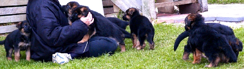 Louie &  Spellbinda High Society (Kelly's) pups at 5 1/2 weeks old. Whelped 5/5/02  Spellbinda  "K" litter