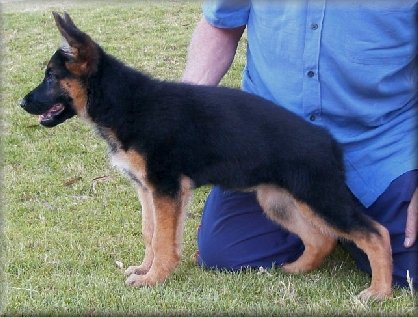 Llyzon Amoretto Rose (Piper)  11 weeks old. Dam: Tellus Solo's Wild One.