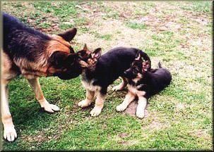 Zack, Kruger & Krista