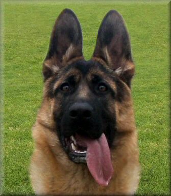 Spellbinda Krystal Storm (Chyna) 6 1/2 months old. Sire: Ch. Bodecka Grandslam (Louie) Dam: Spellbinda High Society.