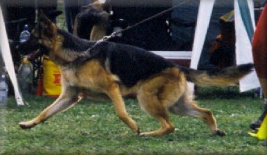 Rueben at the 2003 German Shepherd National Show